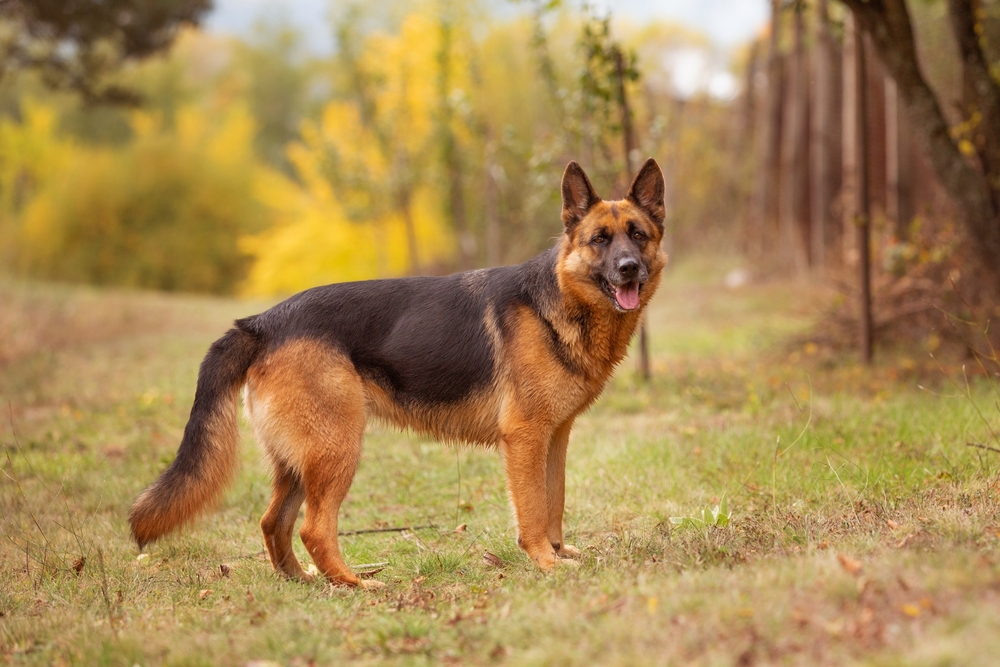 German Shepherd