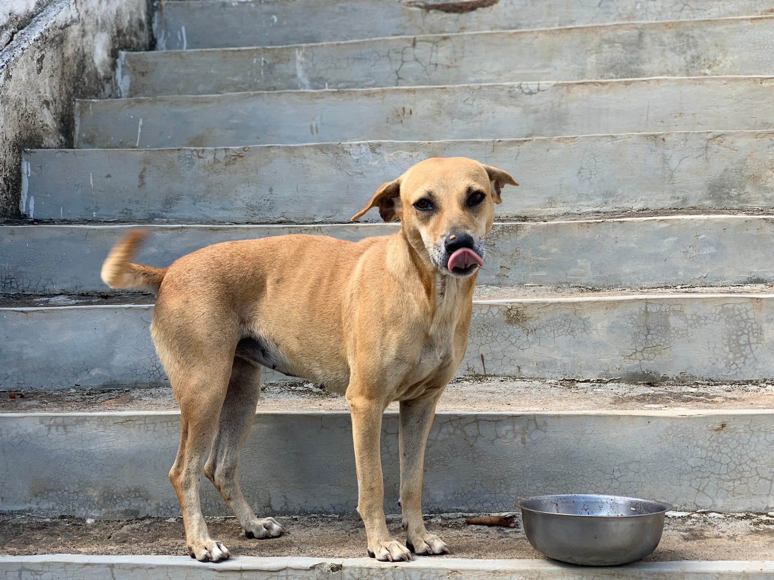 Sri Dog