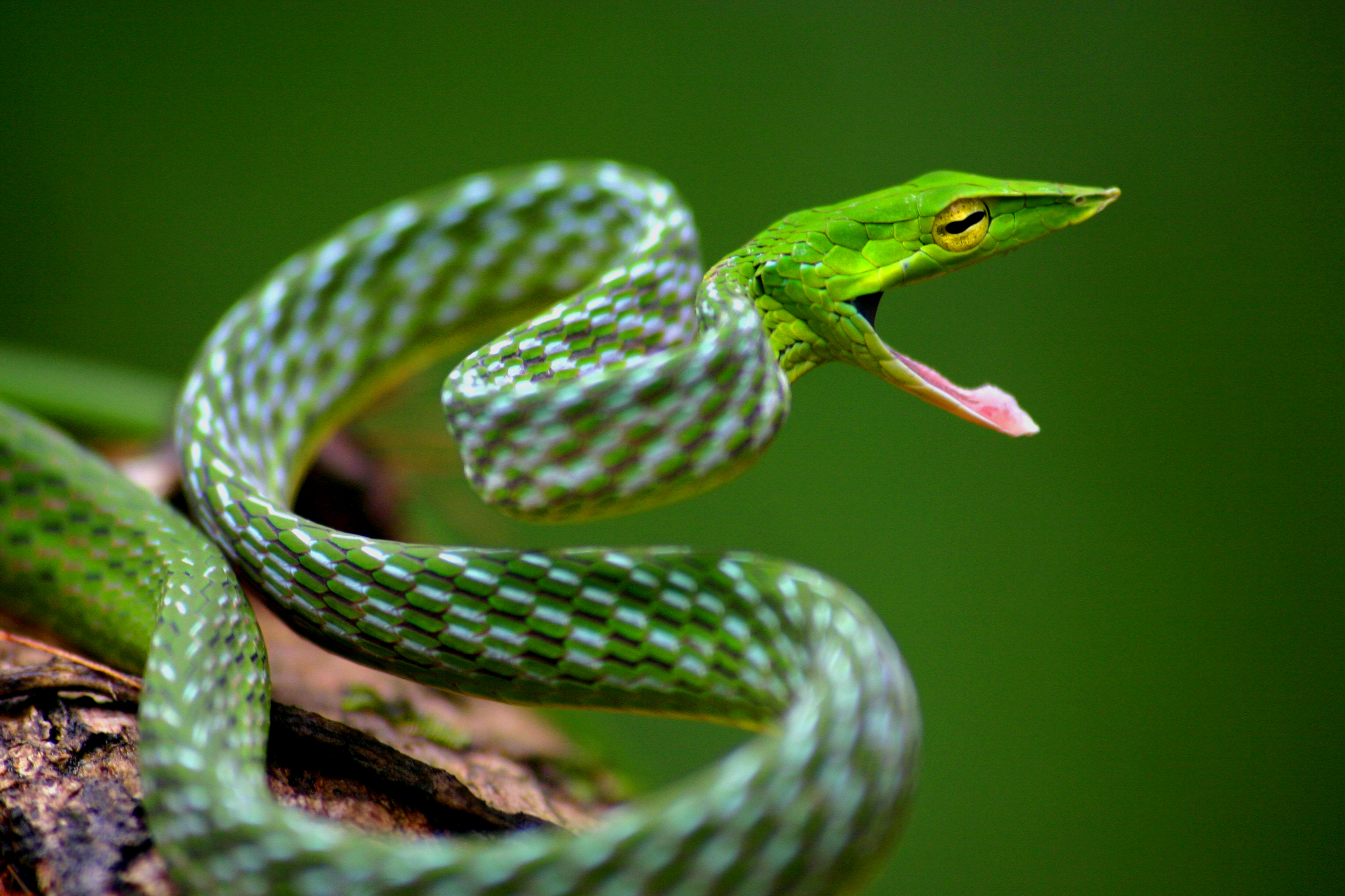 Green Vine Snake