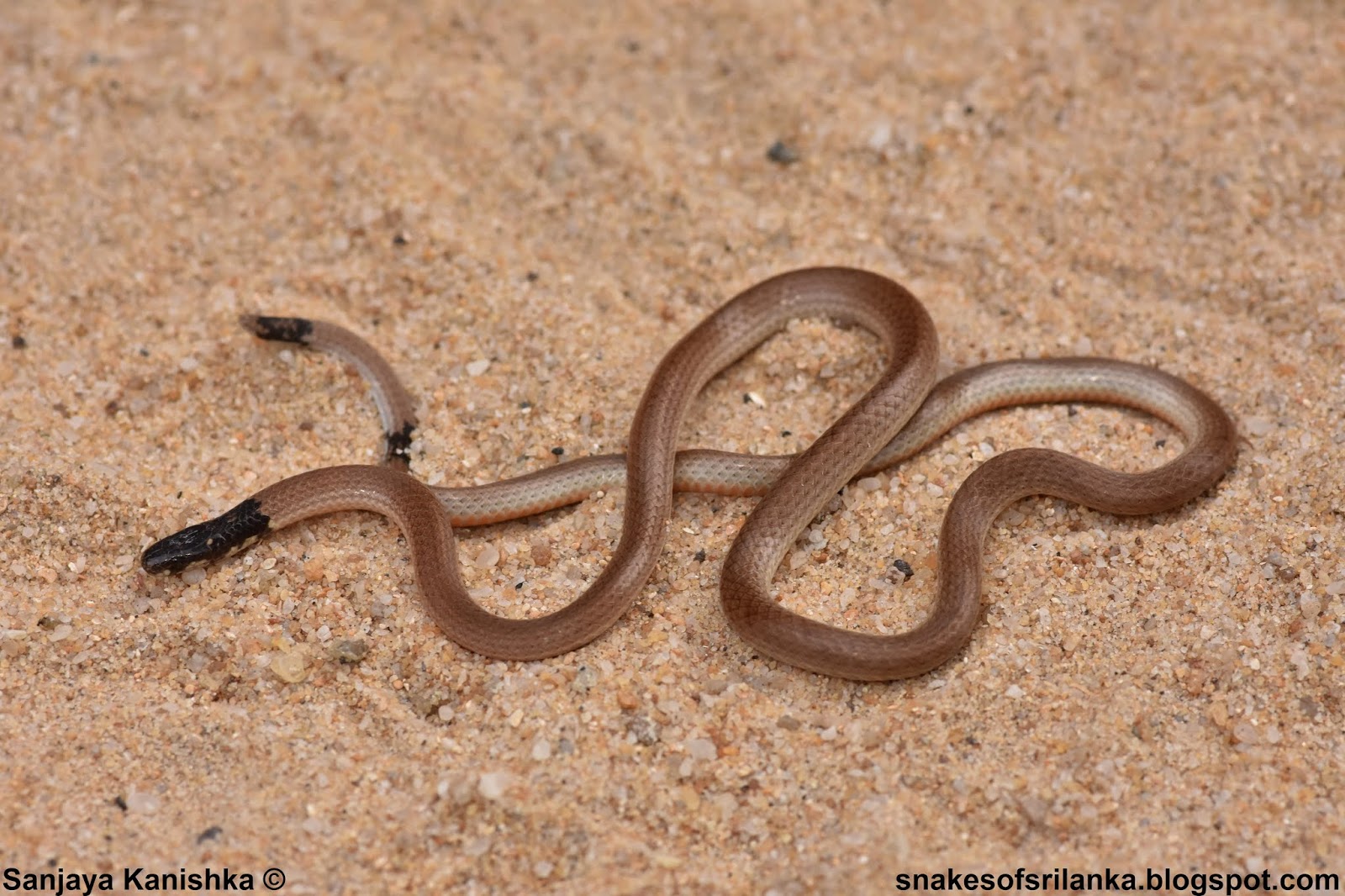 Sri Lanka Coral Snake