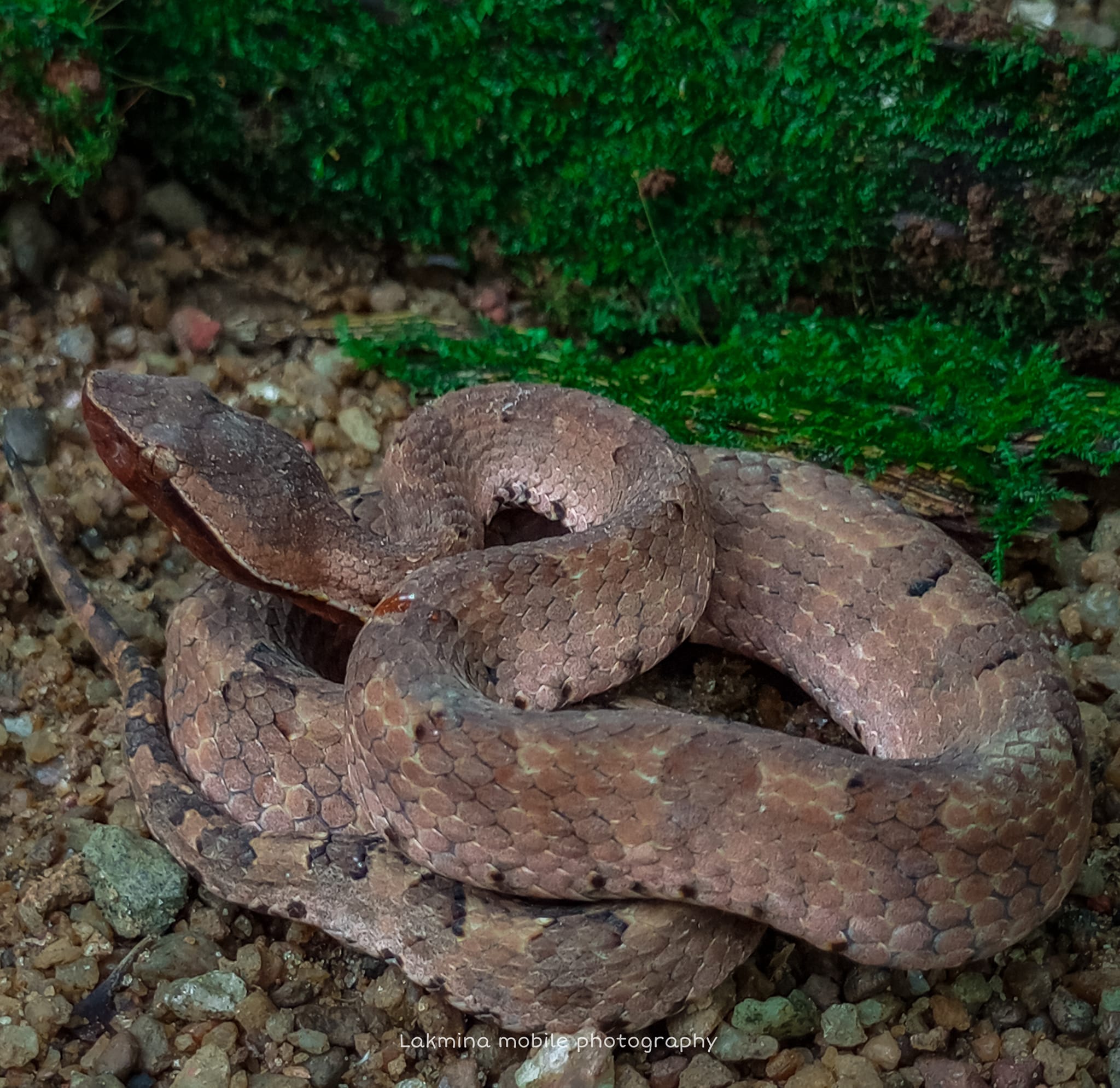 Hump-nosed Viper