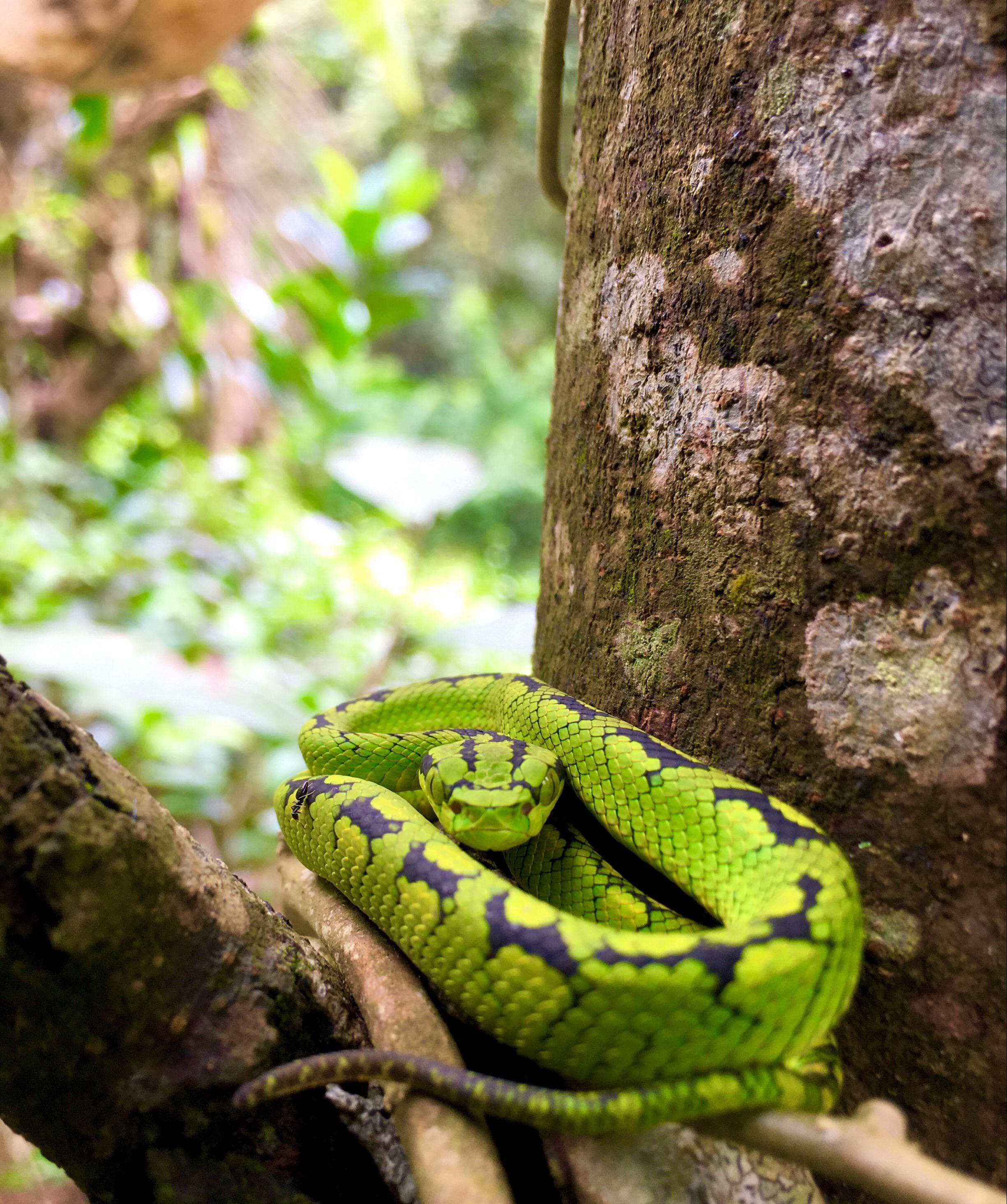 Sri Lankan Pit Viper