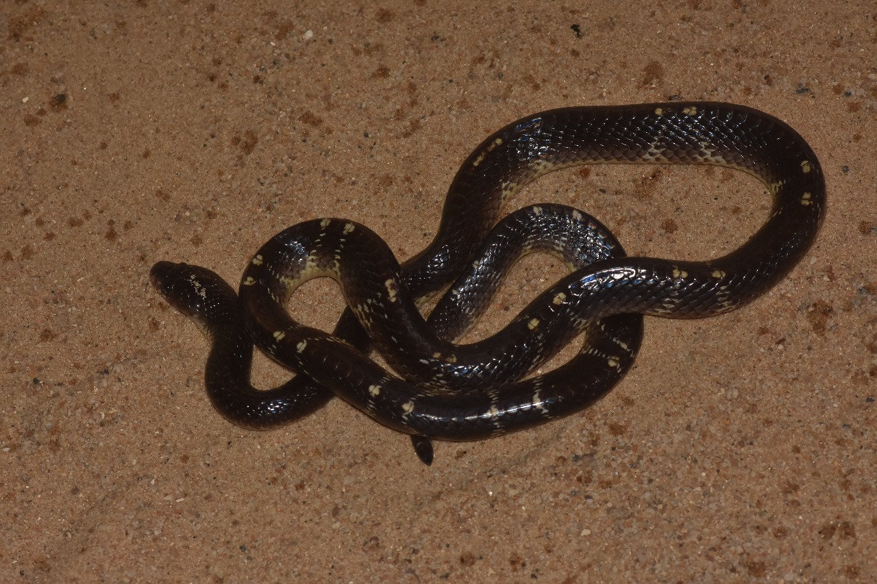 Common Krait